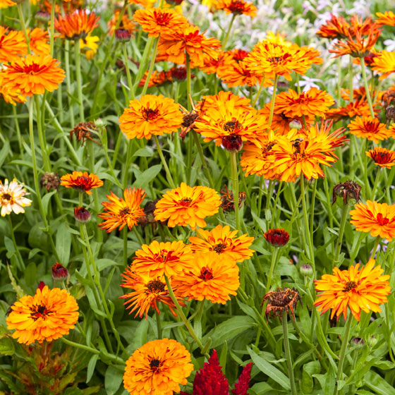 Oranje goudsbloem, Calendula officinalis.